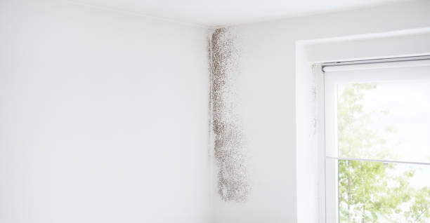 Best Environmental Consulting for Mold Prevention  in , WI